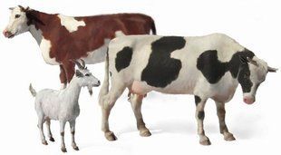 1/35 &ldquo;Domestic Animals&rdquo; (Master Box 3566)
