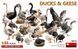 1/35 Качки і гуси, всього 33 птахів, збірні пластикові (MiniArt 38114 Ducks and Geese)
